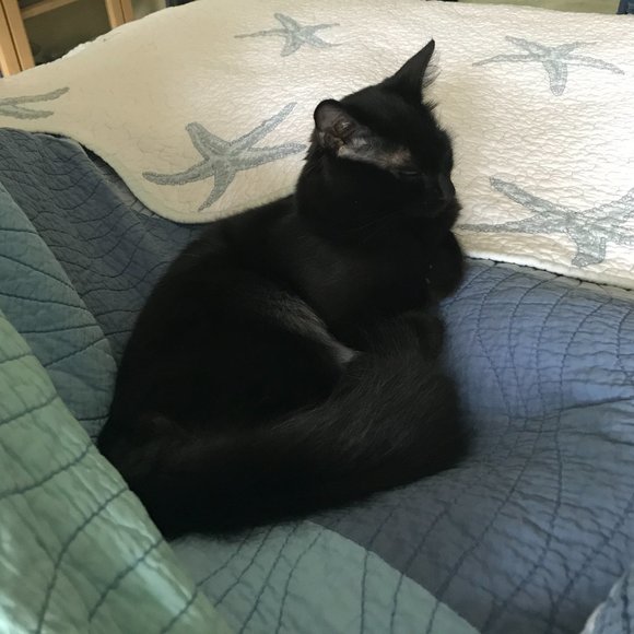 Meet your Posher, Amanda - Picture 1 of 1